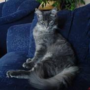Maine Coon TiGeR