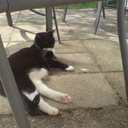 Blanding af racer Sif