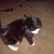 Blanding af racer Sif