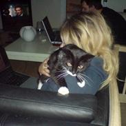 Blanding af racer Sif