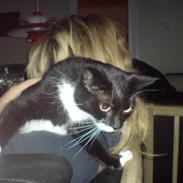 Blanding af racer Sif