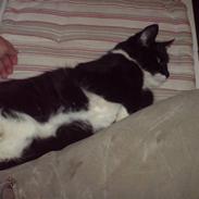 Blanding af racer Sif