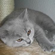 British Shorthair He-man