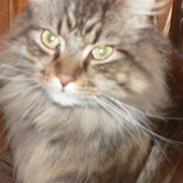 Maine Coon Gizmo