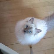 Hellig Birma DK Silky Heart Aisha