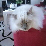 Hellig Birma DK Silky Heart Aisha