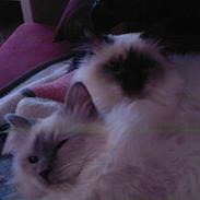 Hellig Birma DK Silky Heart Aisha