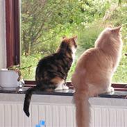 Maine Coon Felix