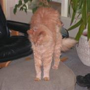 Maine Coon Felix
