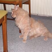 Maine Coon Felix