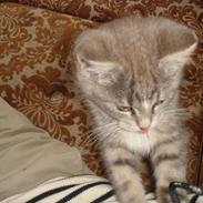 Blanding af racer Buster