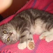 Blanding af racer Buster