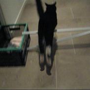 Huskat    (¯`v´¯) Hubbi  (¯`v´¯)