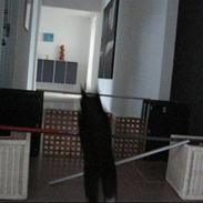 Huskat    (¯`v´¯) Hubbi  (¯`v´¯)