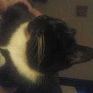 Huskat    (¯`v´¯) Hubbi  (¯`v´¯)