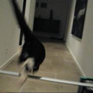 Huskat    (¯`v´¯) Hubbi  (¯`v´¯)