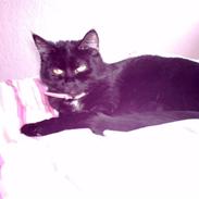 Huskat frække frida