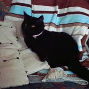 Huskat frække frida