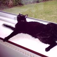 Huskat frække frida