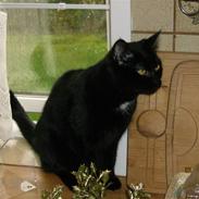 Huskat frække frida