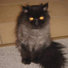 Perser My Heavens Avalon/Charlie