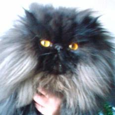 Perser My Heavens Avalon/Charlie