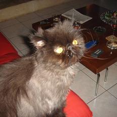 Perser My Heavens Avalon/Charlie