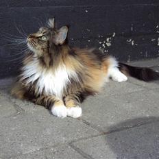 Maine Coon Dark Mally