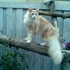 Maine Coon Pink Panter *R.I.P*