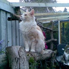 Maine Coon Pink Panter *R.I.P*
