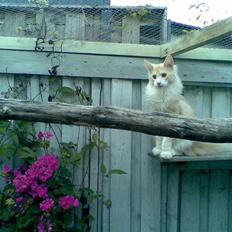 Maine Coon Pink Panter *R.I.P*