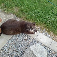 Blanding af racer pyrus *min dejlige miss*