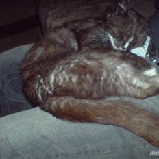 Blanding af racer pyrus *min dejlige miss*