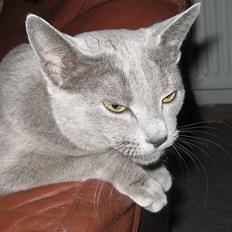 Russian Blue Ziggy