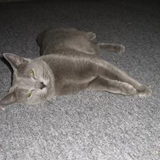 Russian Blue Ziggy