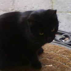 Huskat gustav (Væk!)