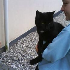 Huskat gustav (Væk!)