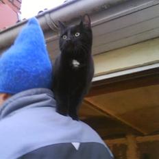 Huskat gustav (Væk!)