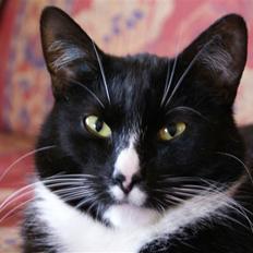 Blanding af racer Ludvig 