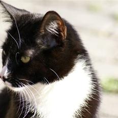 Blanding af racer Ludvig 