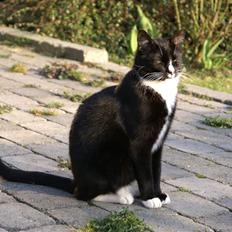 Blanding af racer Ludvig 