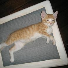 Huskat Nuser .. (død)