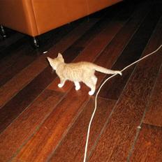 Huskat Nuser .. (død)