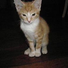 Huskat Nuser .. (død)