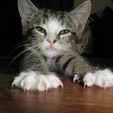 Huskat dysjes .. (død)