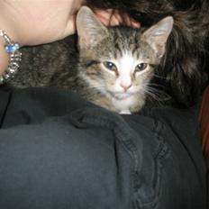 Huskat dysjes .. (død)