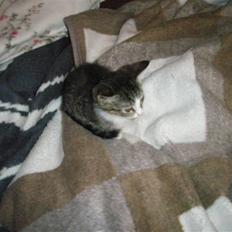 Huskat dysjes .. (død)