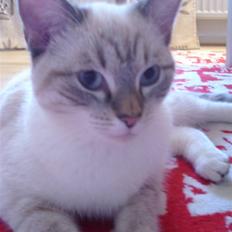 Blanding af racer Shiva