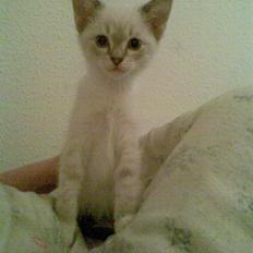 Blanding af racer Shiva