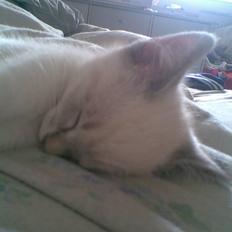 Blanding af racer Shiva